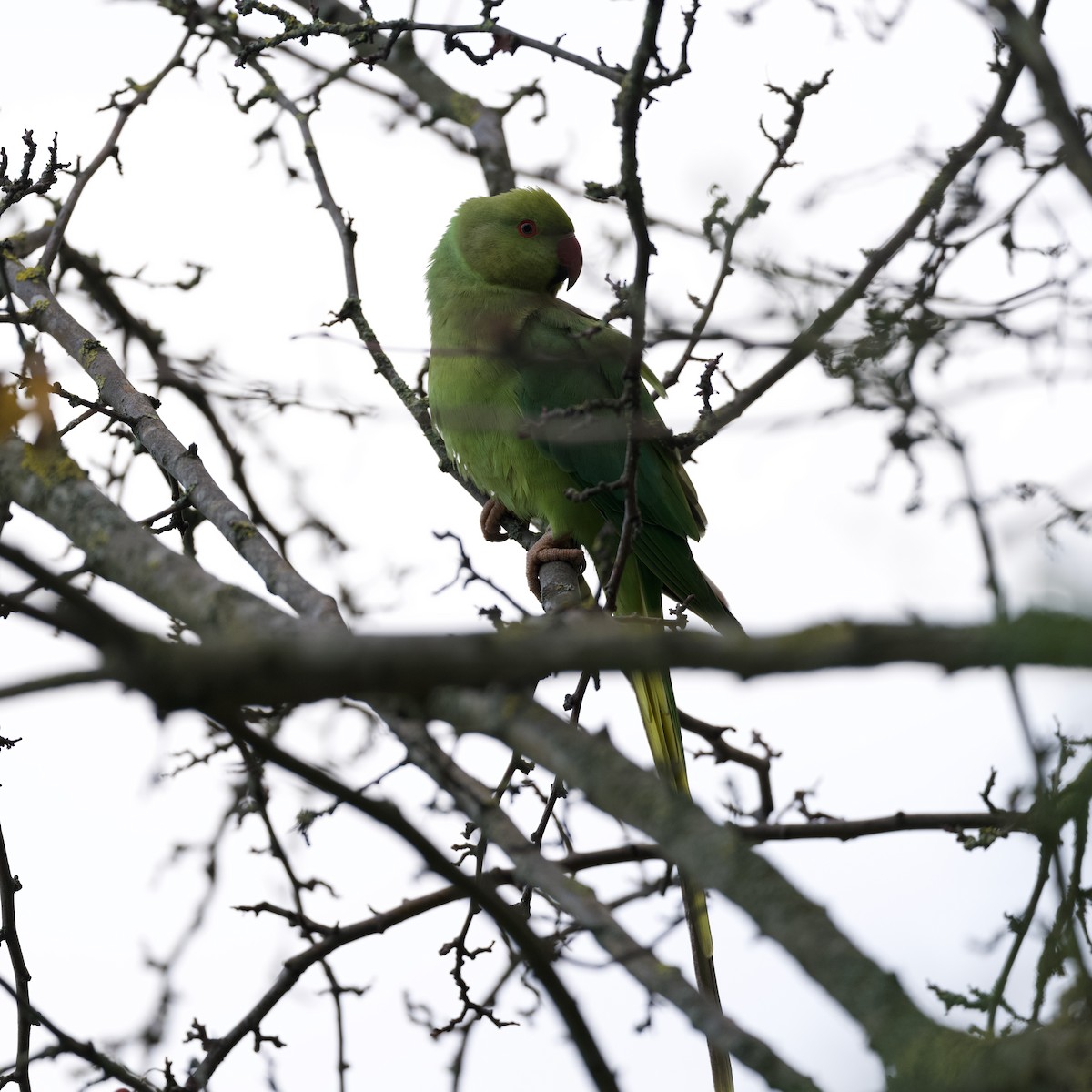 紅領綠鸚鵡 - ML646510211