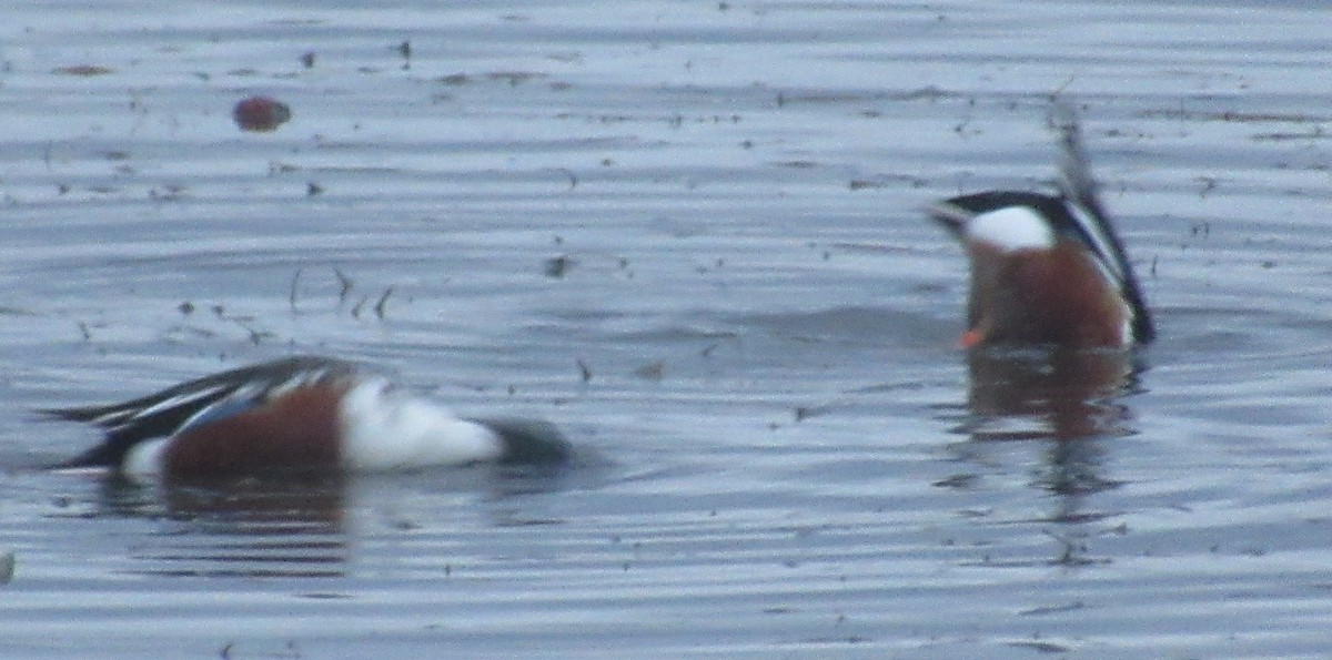 琵嘴鴨 - ML646510215