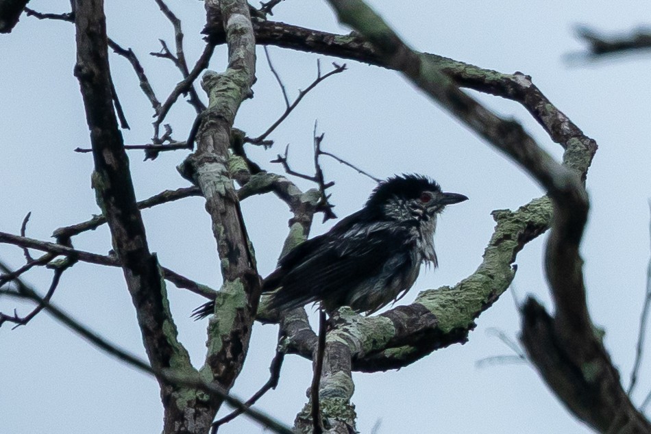 Black-backed Puffback (White-winged) - ML646510216