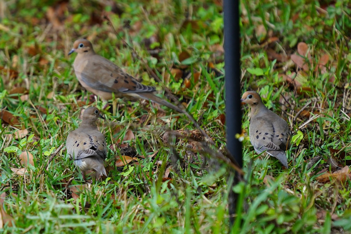Mourning Dove - ML646510217