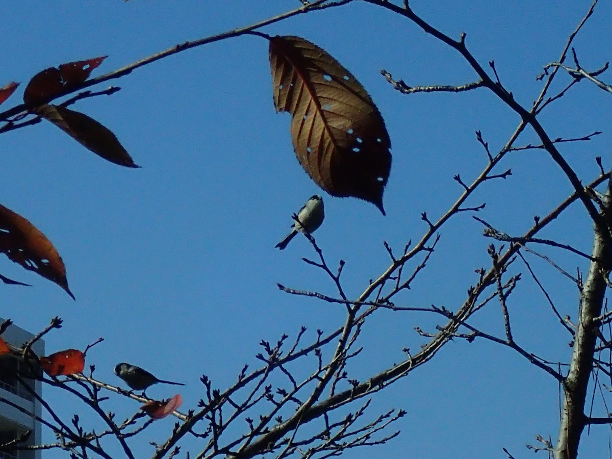Long-tailed Tit - ML646510218