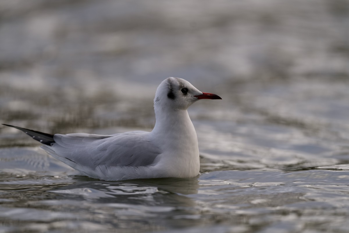 紅嘴鷗 - ML646510220