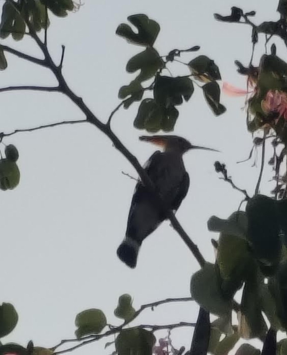 戴勝 - ML646510221