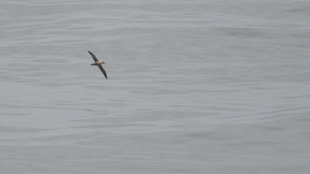 Light-mantled Albatross - ML646510223