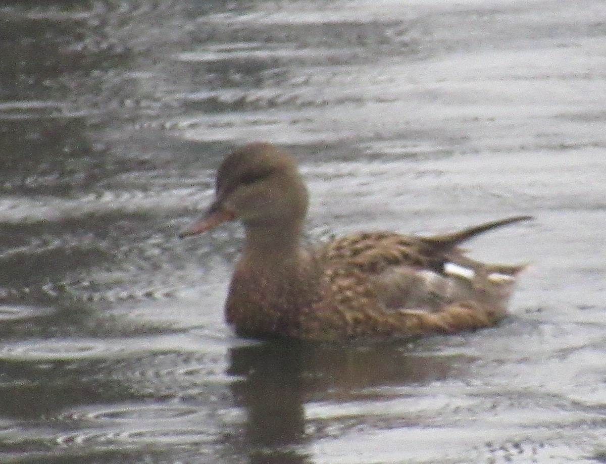 赤膀鴨 - ML646510224