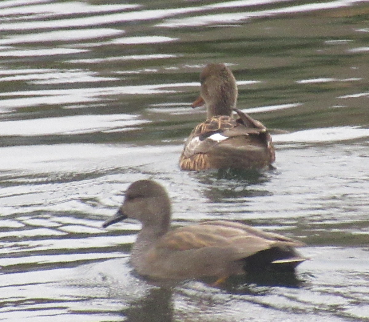 赤膀鴨 - ML646510225