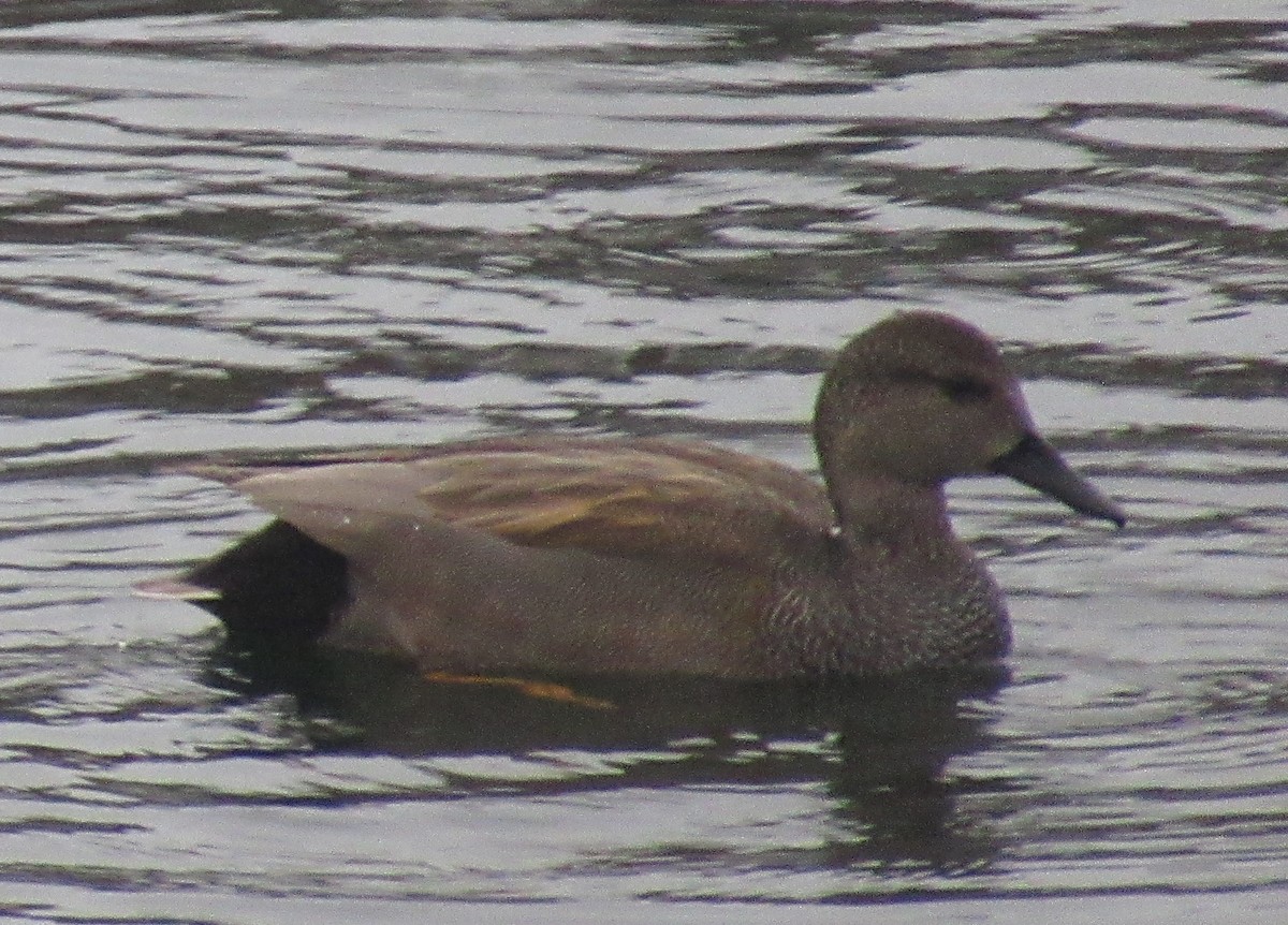 赤膀鴨 - ML646510226