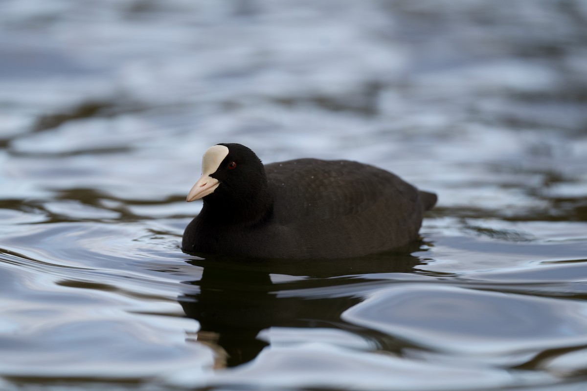 白冠雞 - ML646510227