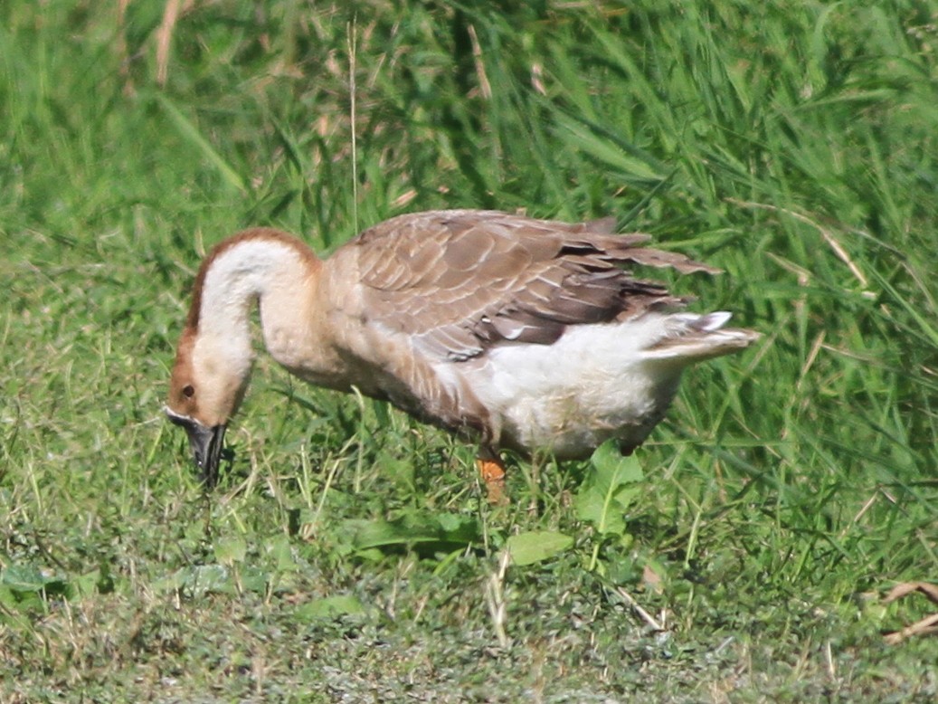 鴻雁(馴化) - ML646510228