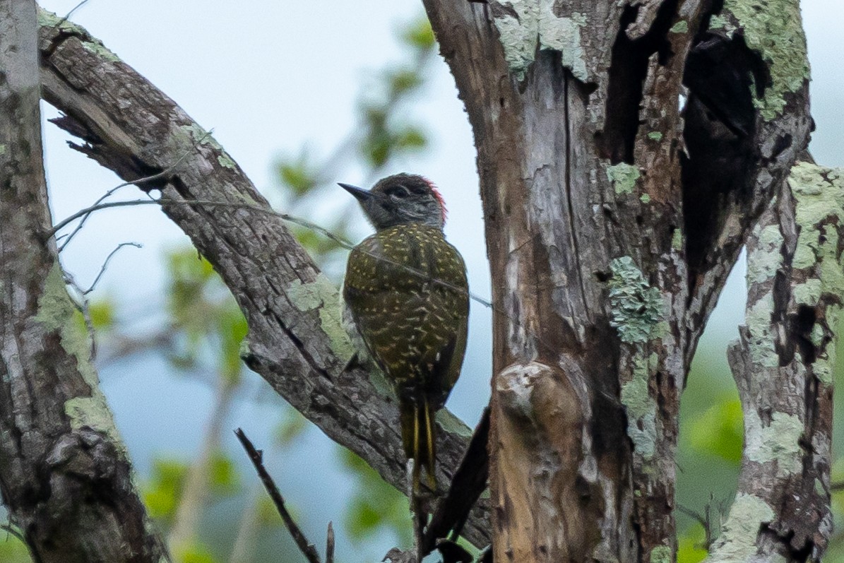 Golden-tailed Woodpecker (Golden-tailed) - ML646510229