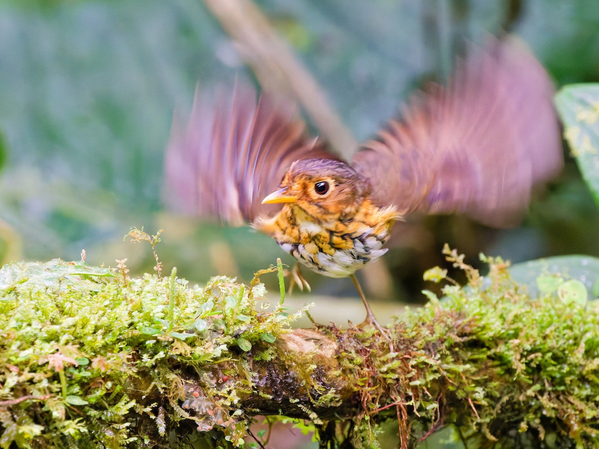Ochre-breasted Antpitta - ML646510230