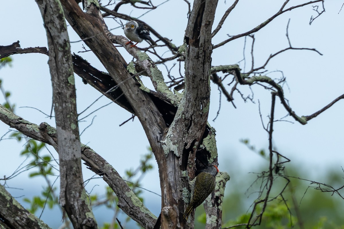 Golden-tailed Woodpecker (Golden-tailed) - ML646510234