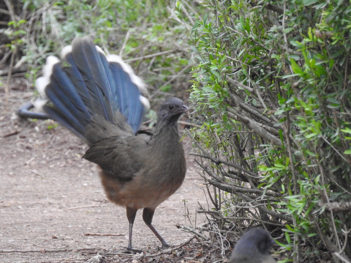 Plain Chachalaca - ML646510237