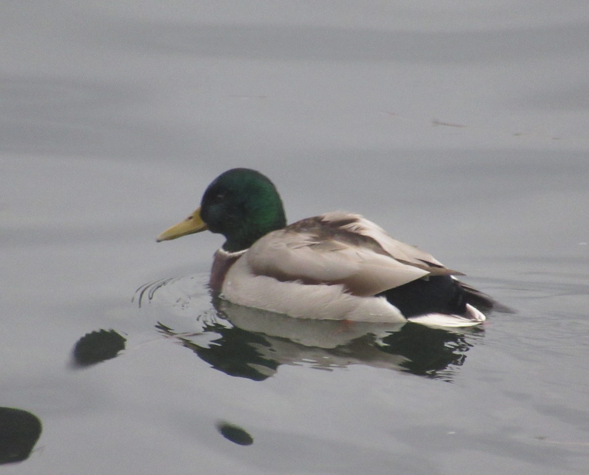 綠頭鴨 - ML646510238