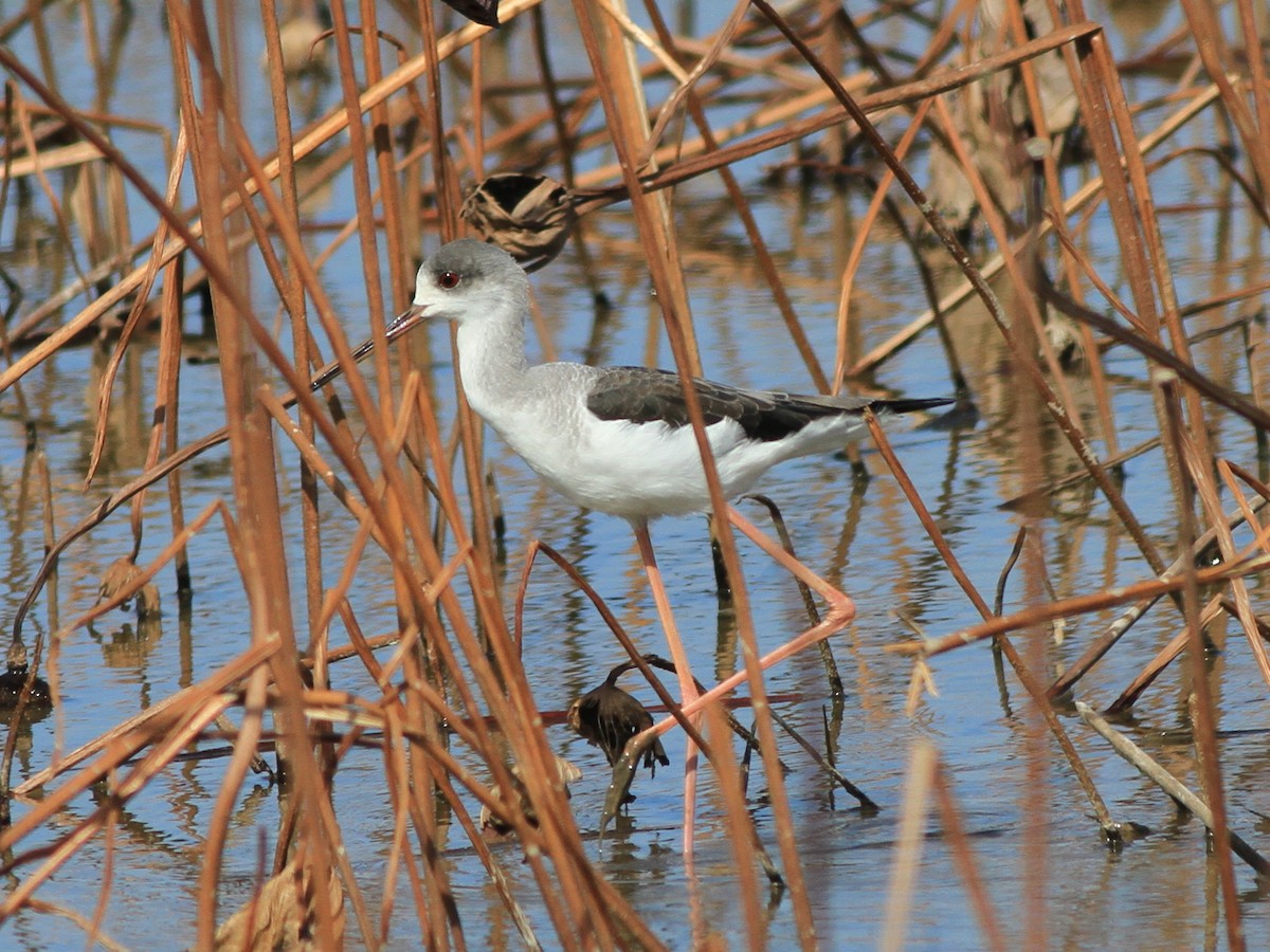 pisila čáponohá - ML646510240