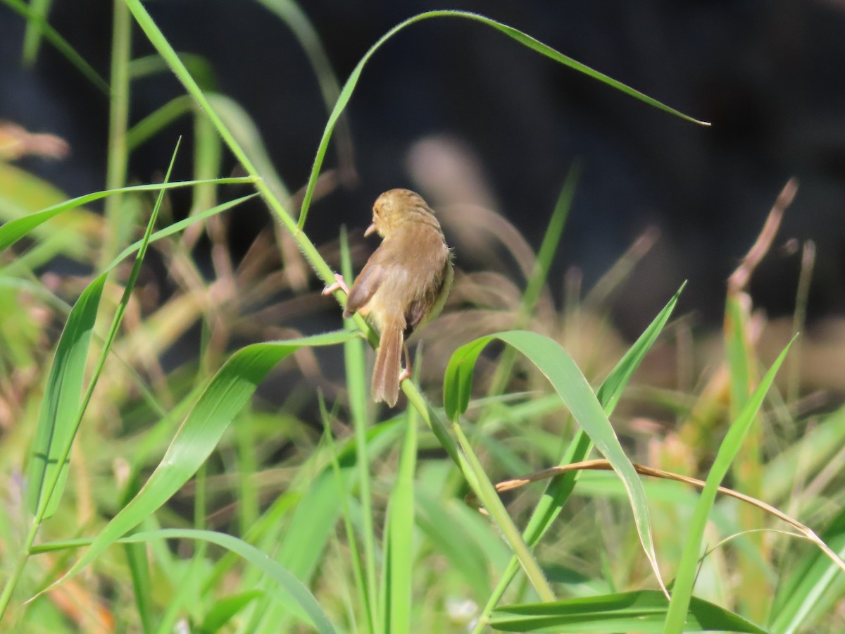 灰頭鷦鶯 - ML646510242