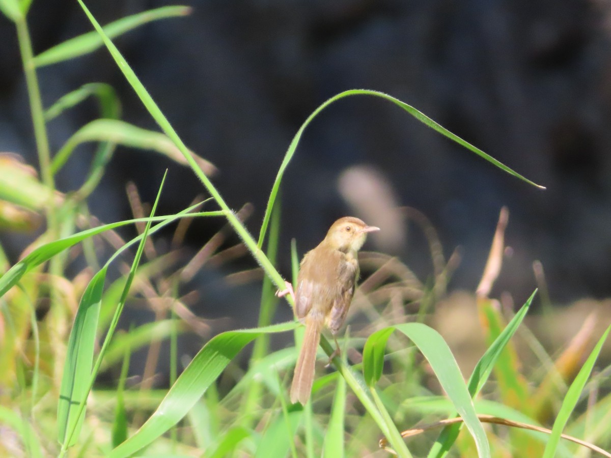 Принія вохристобока - ML646510243
