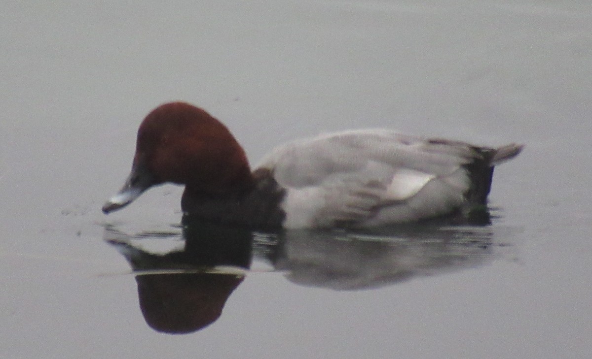 紅頭潛鴨 - ML646510244