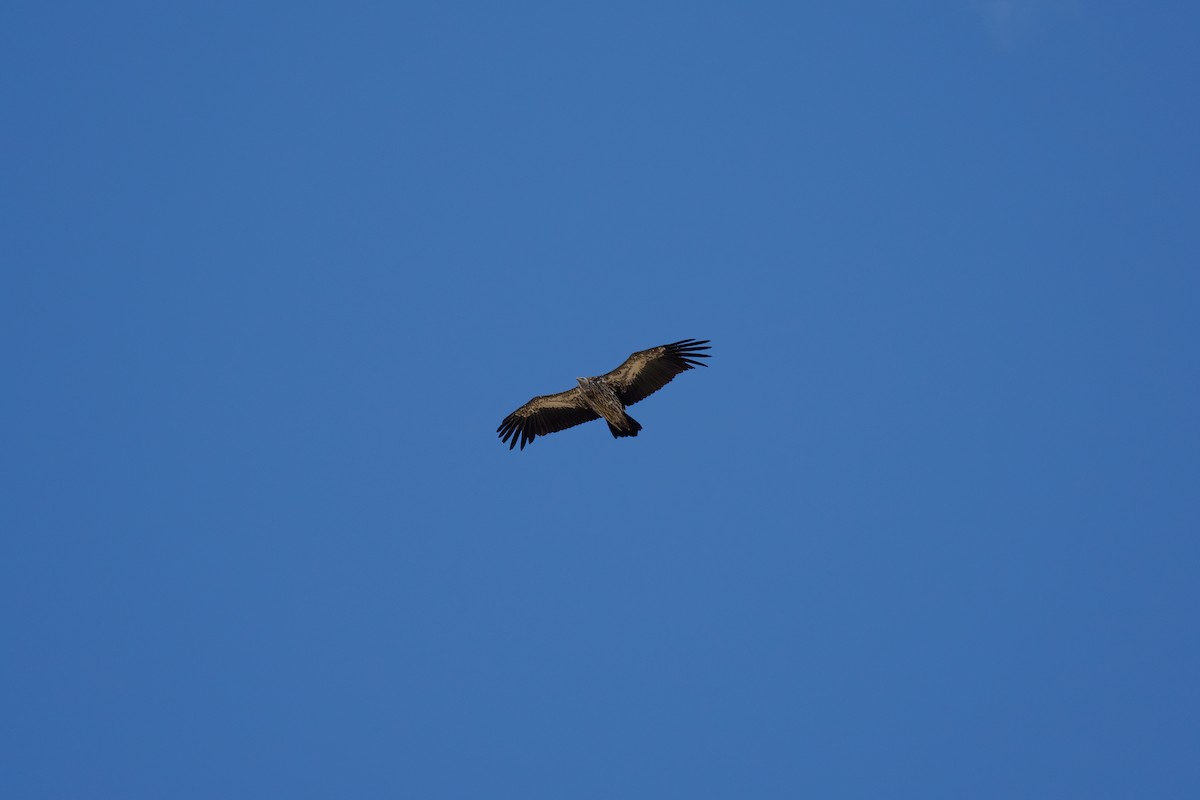 Кумай - ML646510247