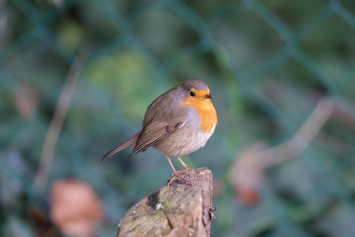 European Robin - ML646510248