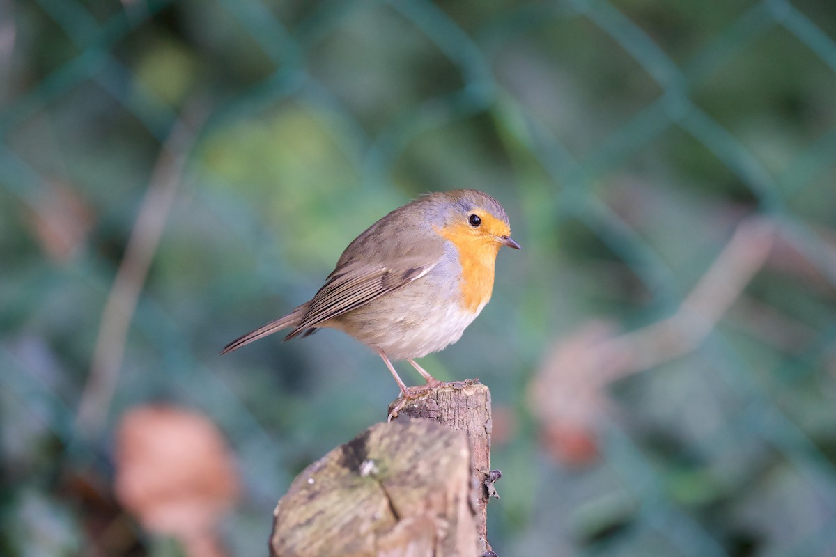 European Robin - ML646510249