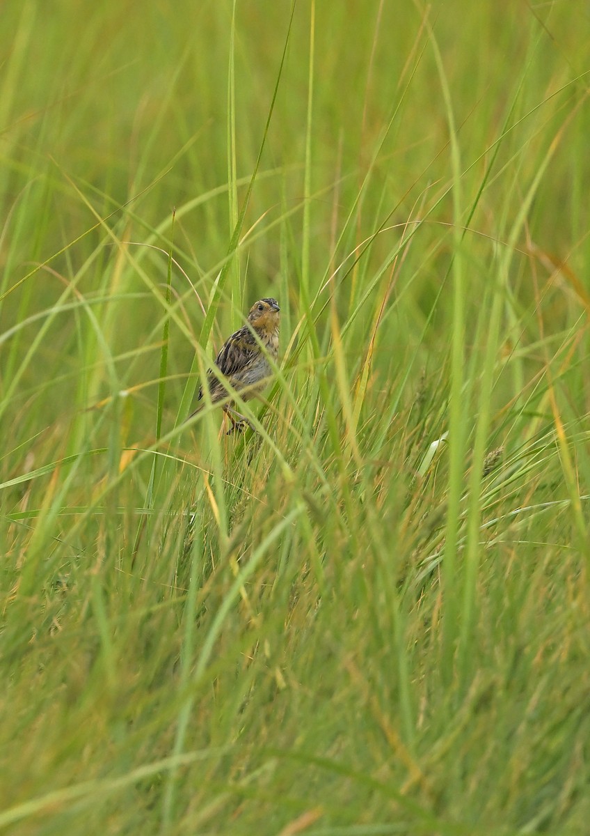 Saltmarsh Sparrow - ML646510250