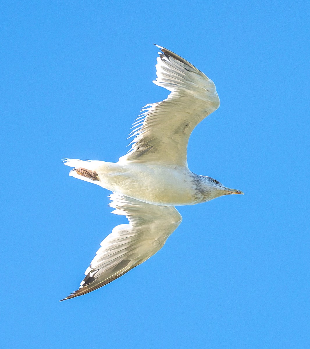 American Herring Gull - ML646510252