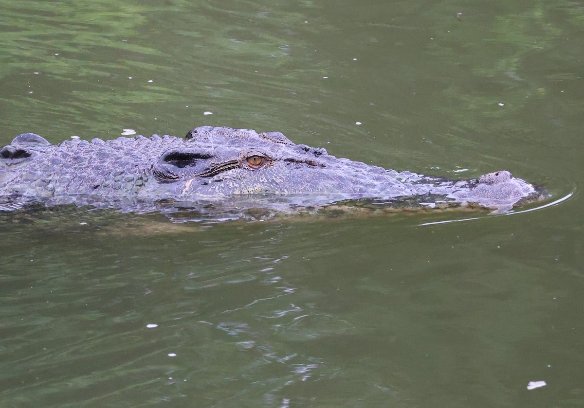 Saltwater Crocodile - ML646510261