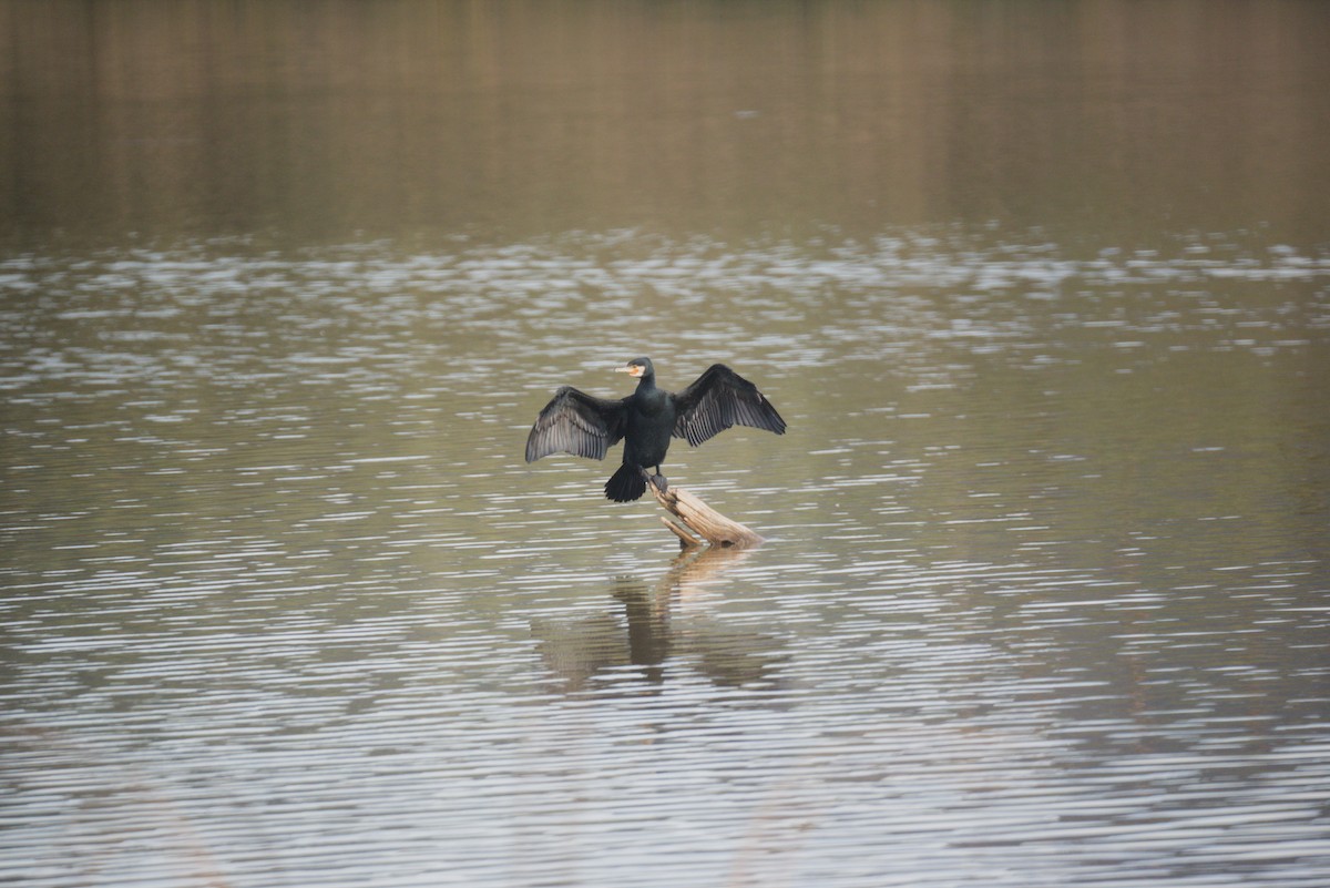 Grand Cormoran - ML646510262