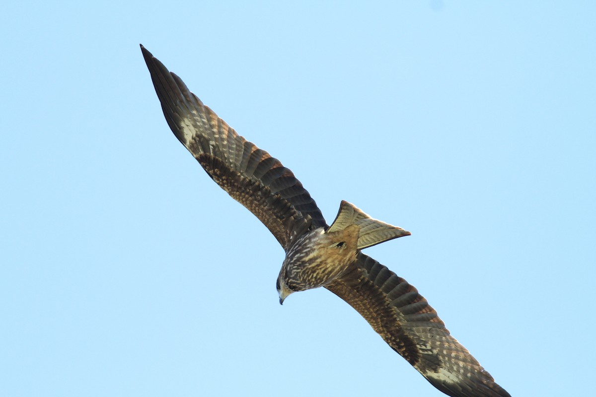 luňák hnědý - ML646510263