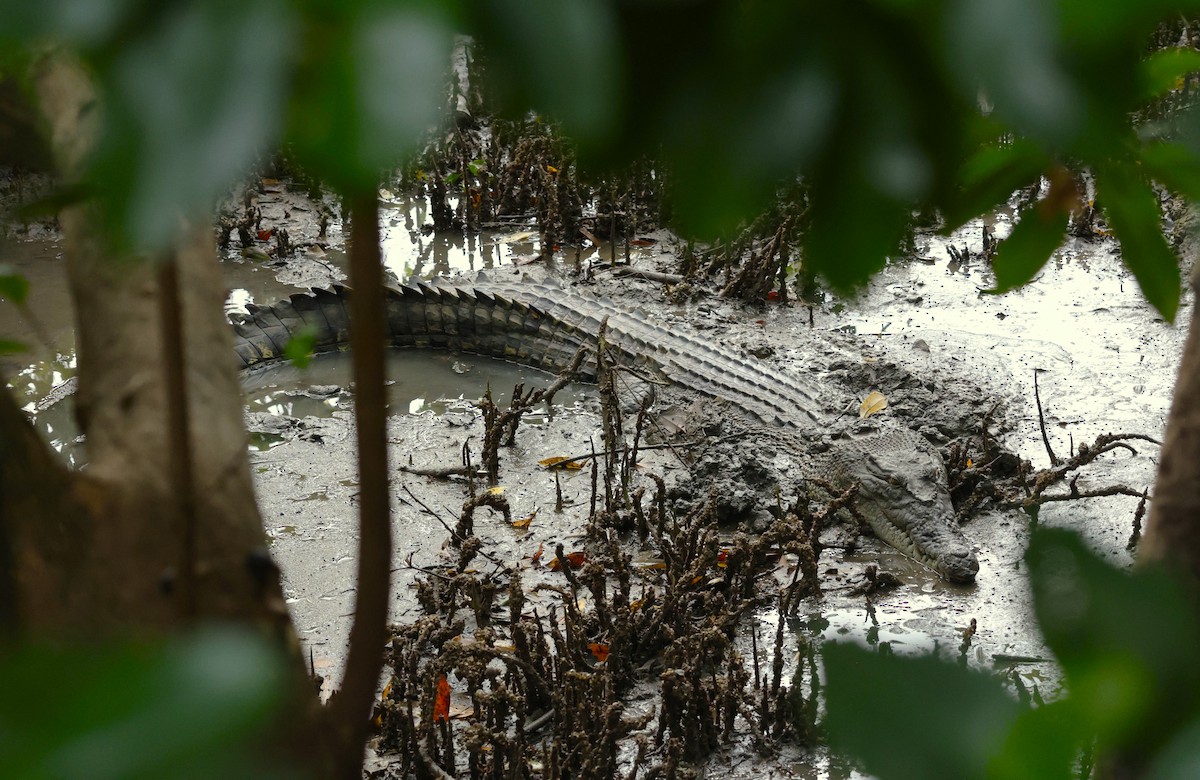 Saltwater Crocodile - ML646510264