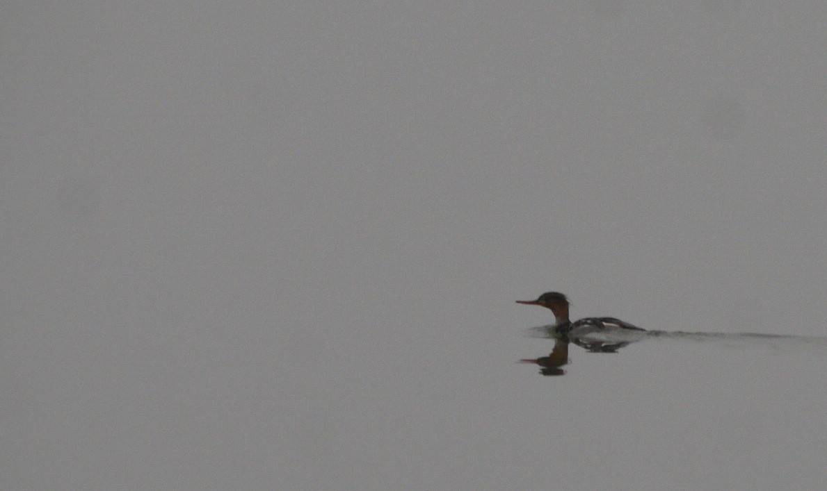 Red-breasted Merganser - ML646510265