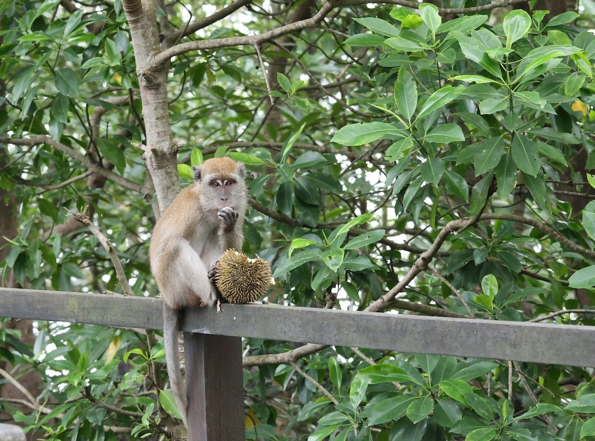 Long-tailed Macaque - ML646510266