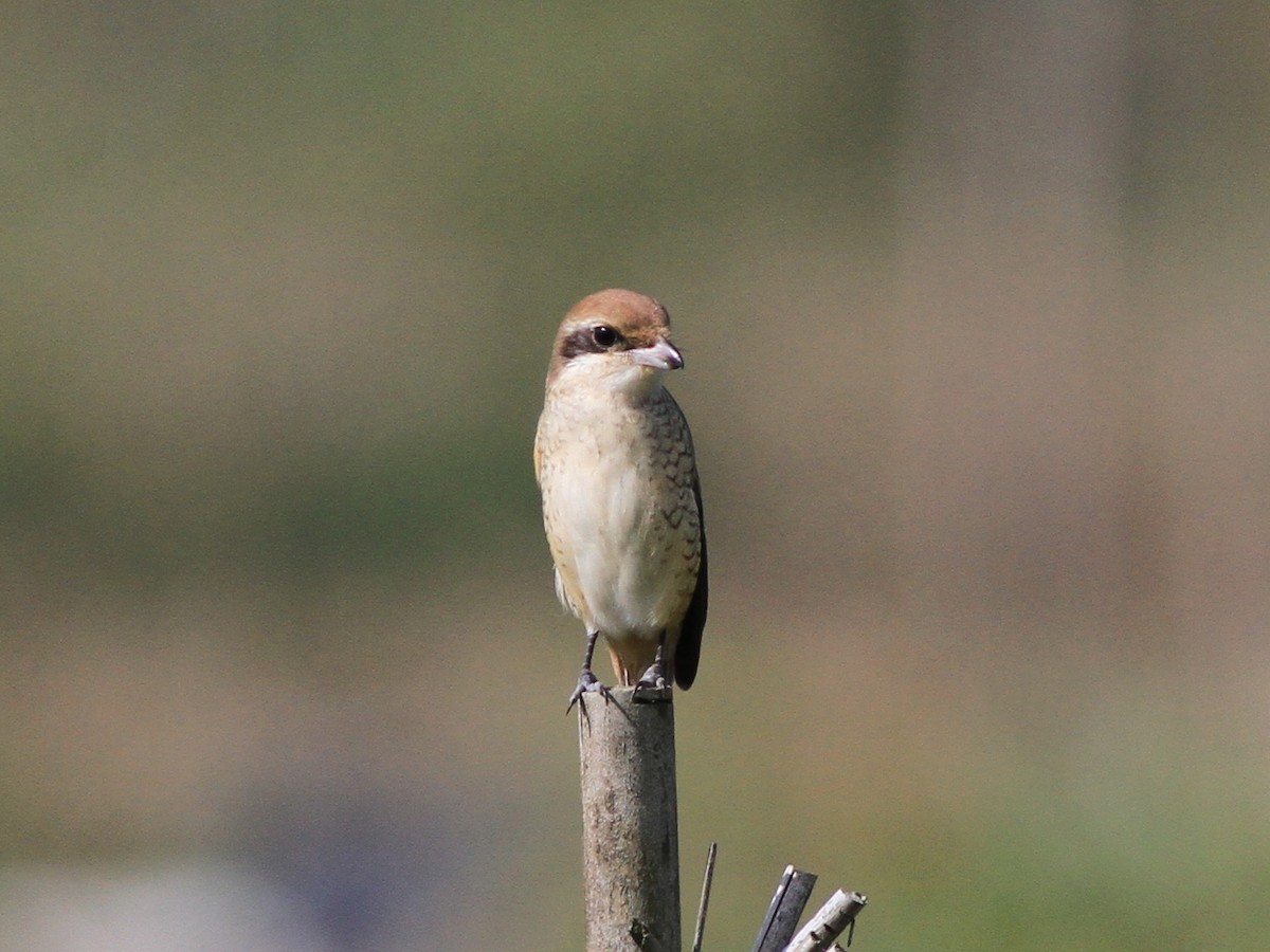 ťuhýk hnědý - ML646510270