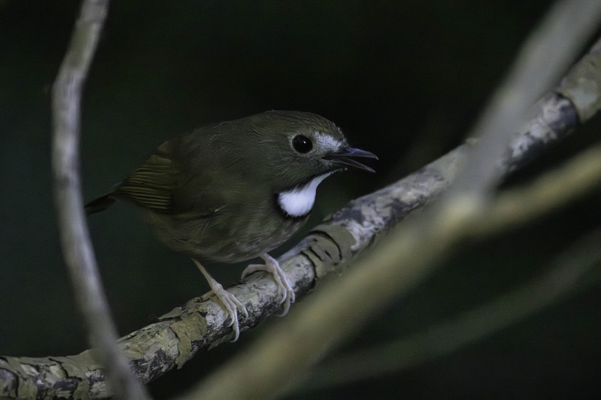White-gorgeted Flycatcher - ML646510272