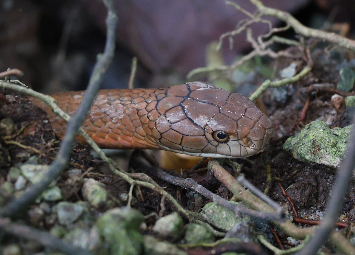 King Cobra - ML646510273