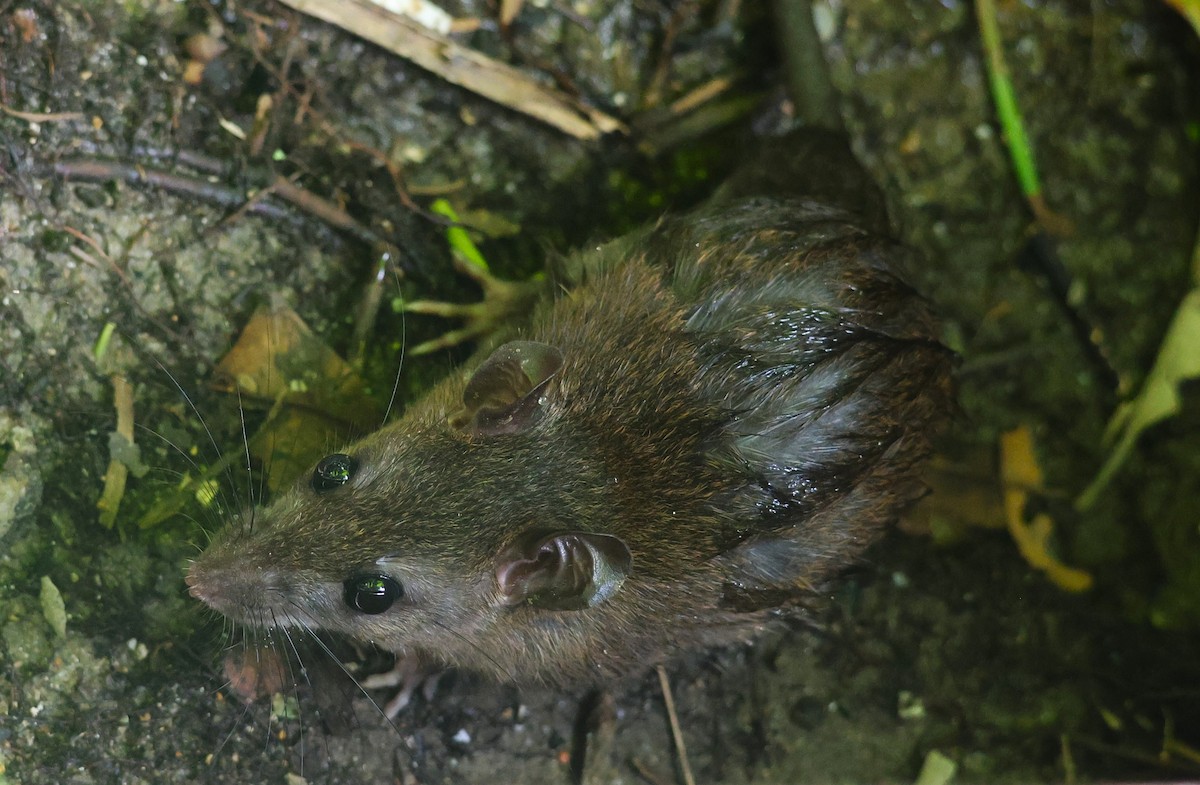 Brown Rat - ML646510280