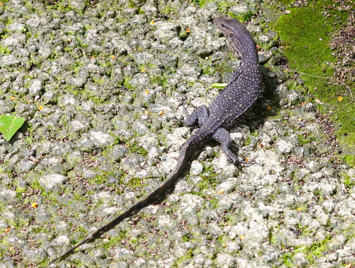 Common Water Monitor - ML646510292