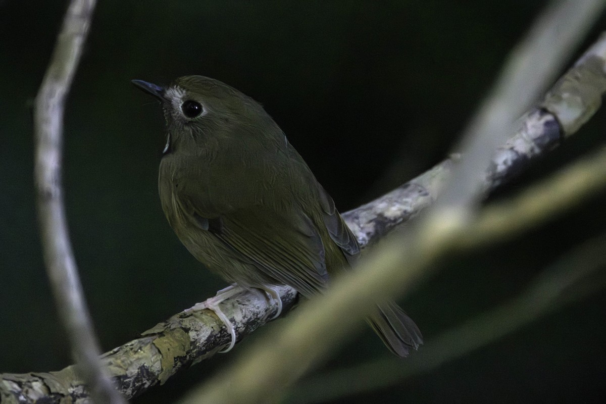 White-gorgeted Flycatcher - ML646510298