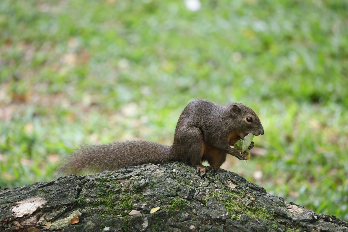 Plantain Squirrel - ML646510300