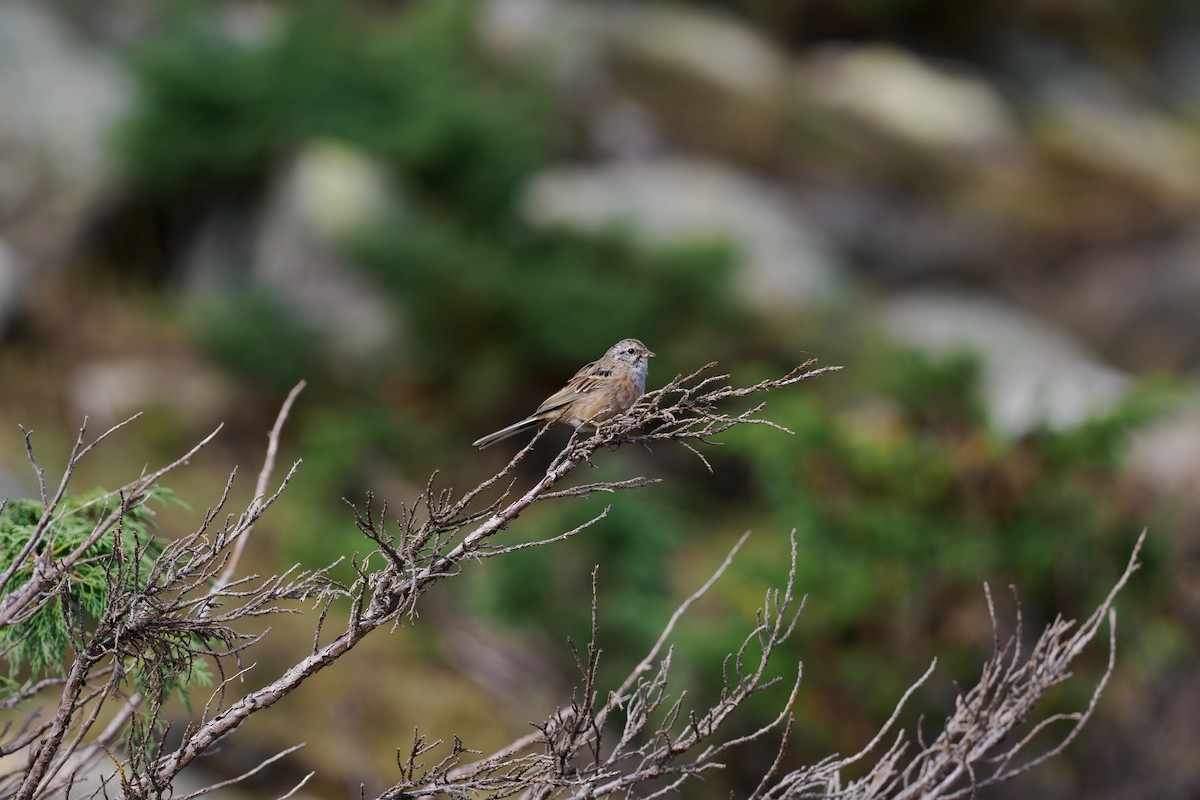 Rock Bunting - ML646510303