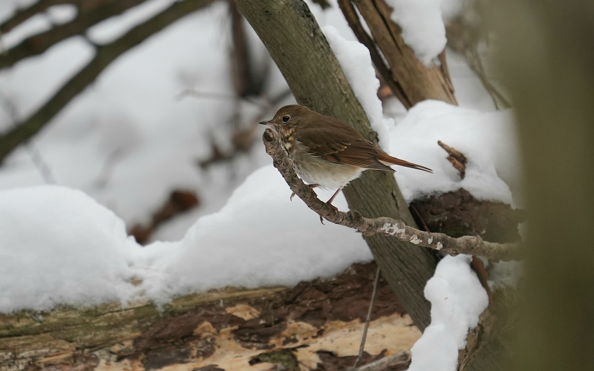 Hermit Thrush - ML646510306