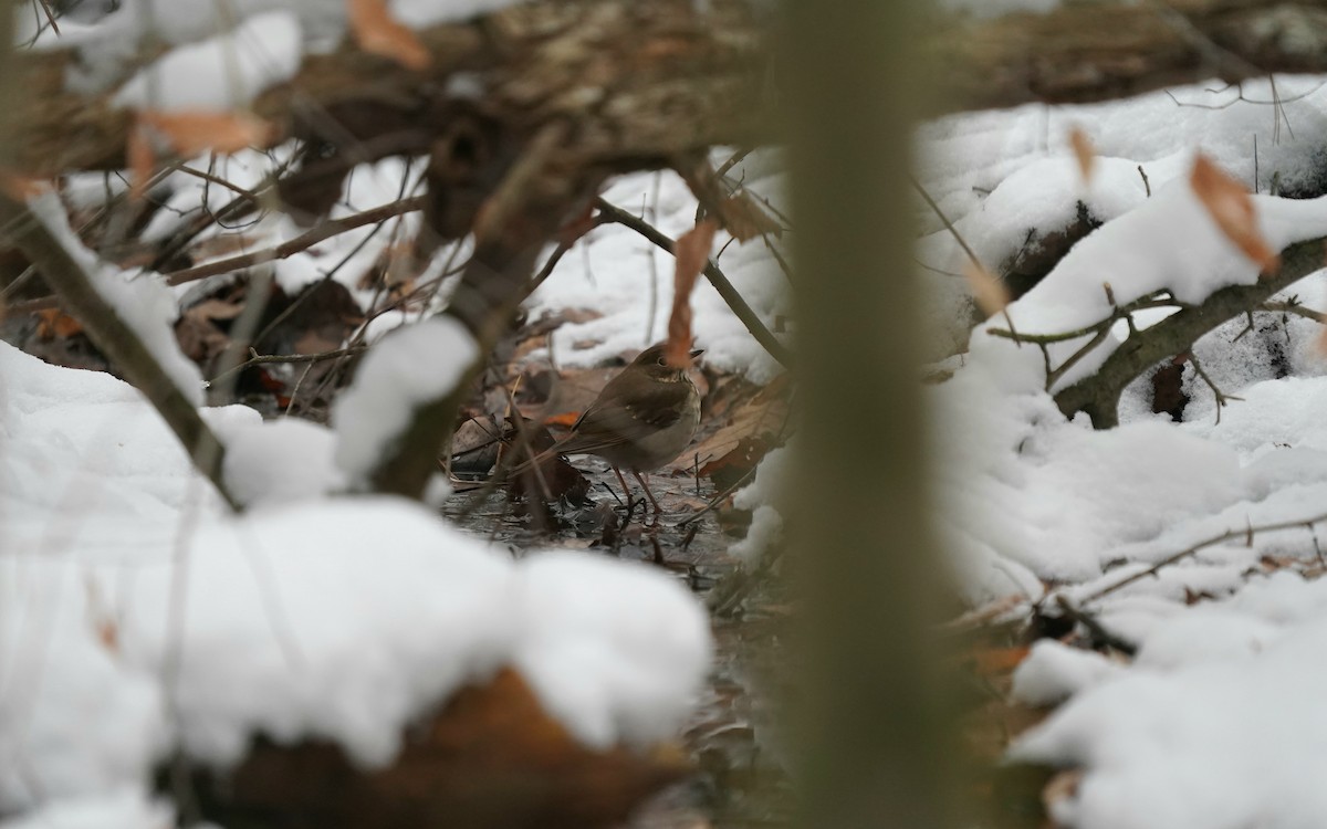 Дрізд-короткодзьоб плямистоволий - ML646510307