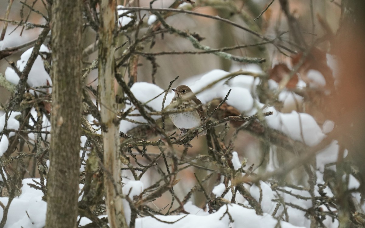Hermit Thrush - ML646510308