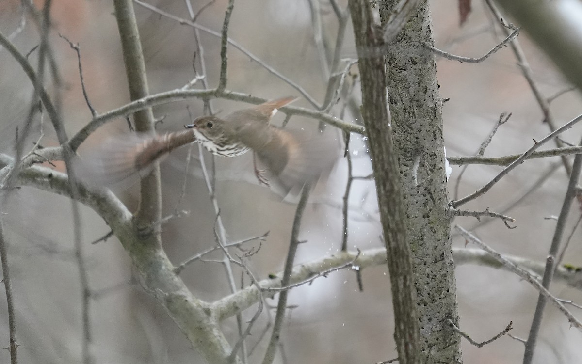 Hermit Thrush - ML646510309