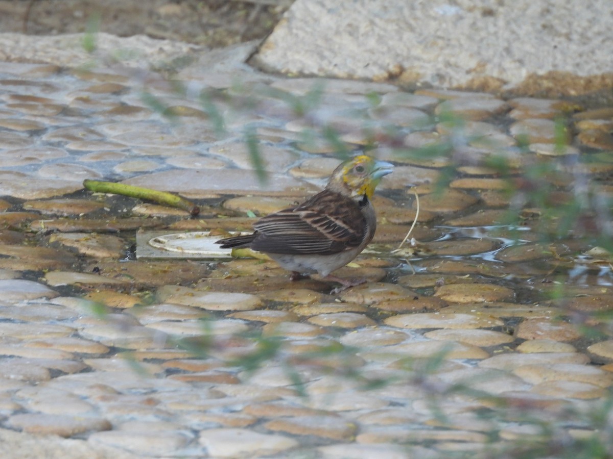 Tisserin sakalave - ML646510311