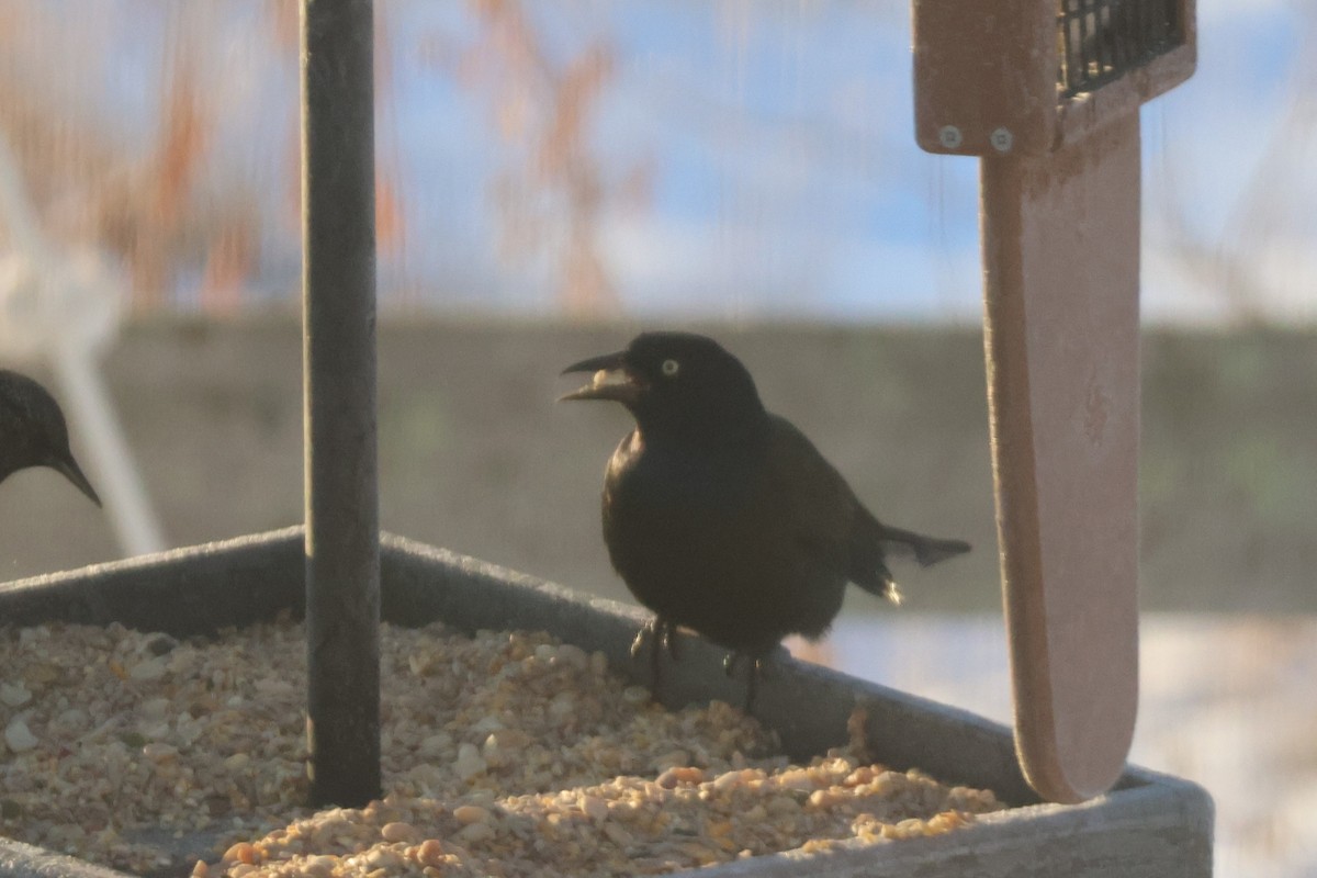 Common Grackle - ML646510313