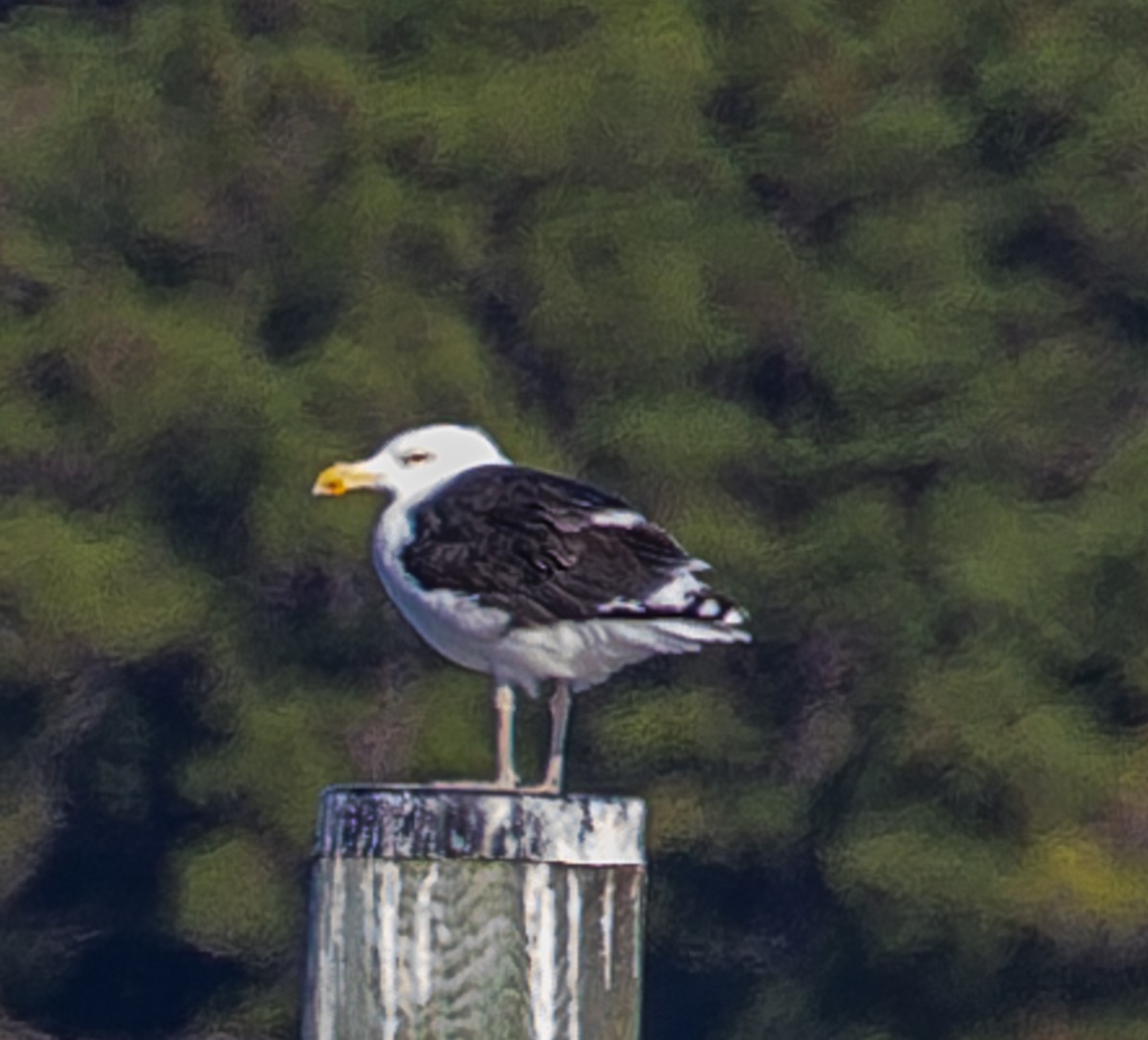 Great Black-backed Gull - ML646510315