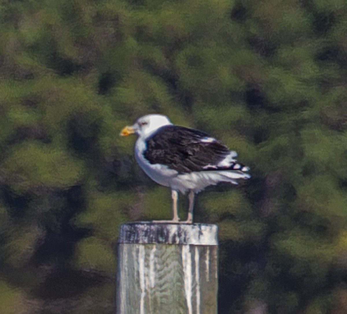 Great Black-backed Gull - ML646510316