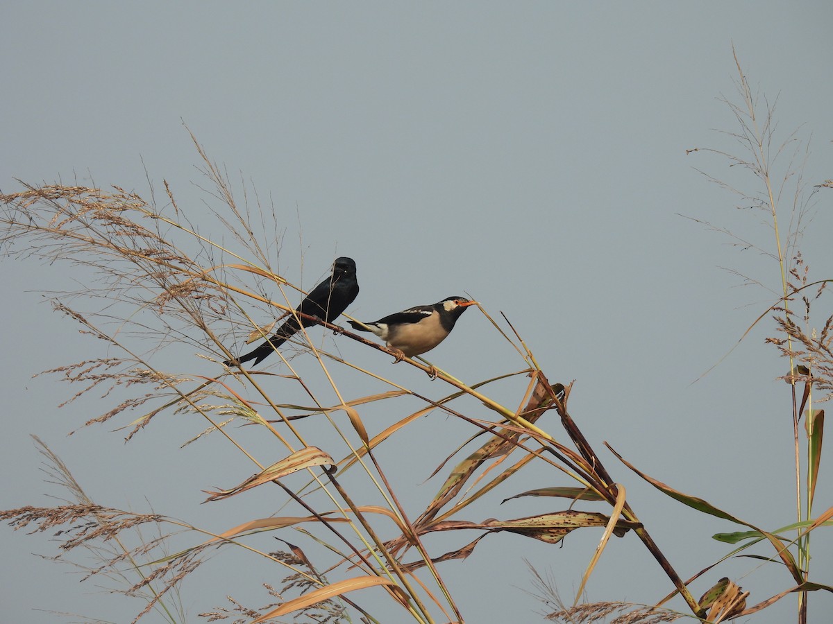 Hint Alaca Sığırcığı - ML646510319